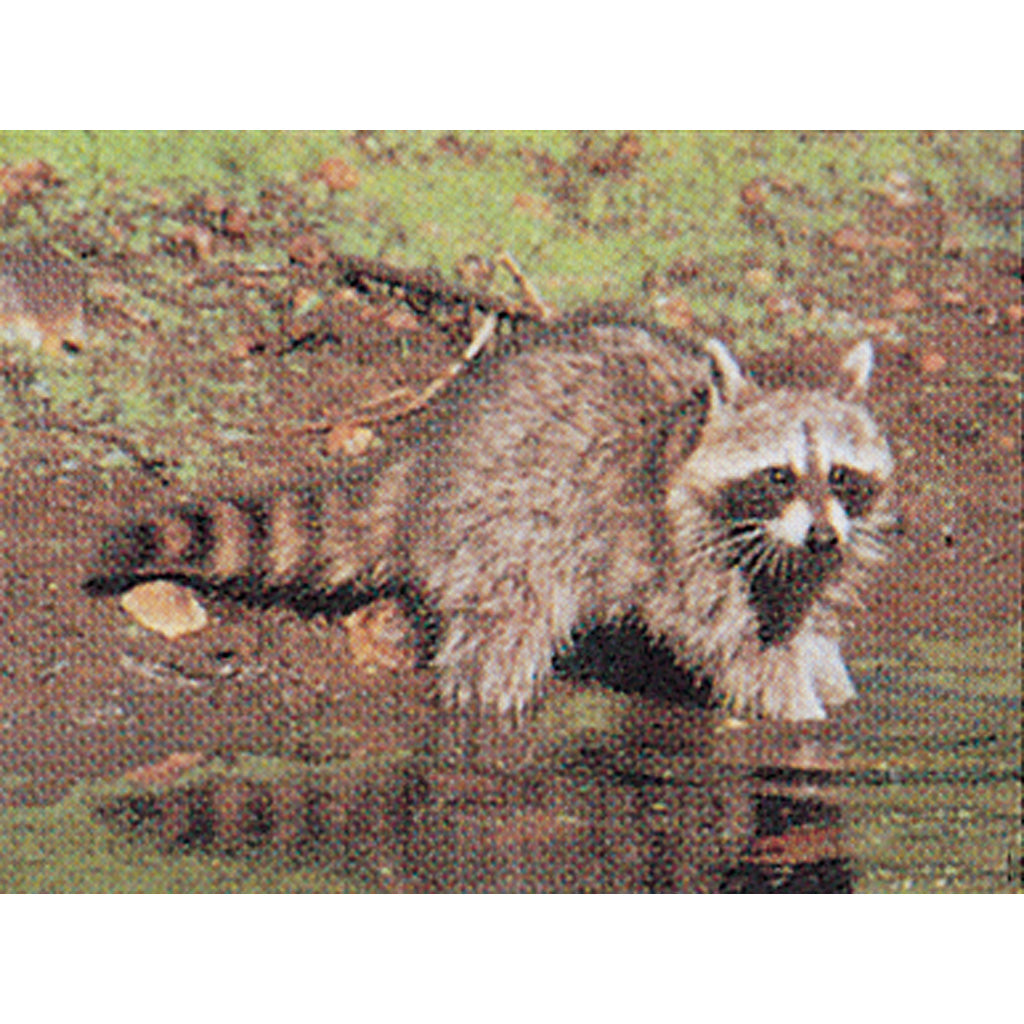 Delta McKenzie Tru-Life Raccoon Hunting Target with Vital Zones