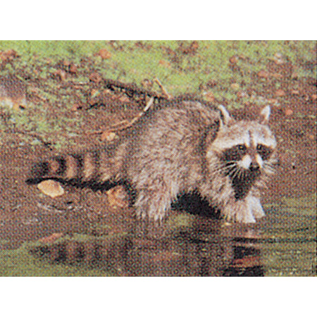 Delta McKenzie Tru-Life Raccoon Hunting Target with Vital Zones
