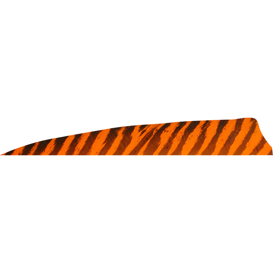 Gateway Barred Orange Shield Cut Feathers 4 in. LW 50-Piece Pack