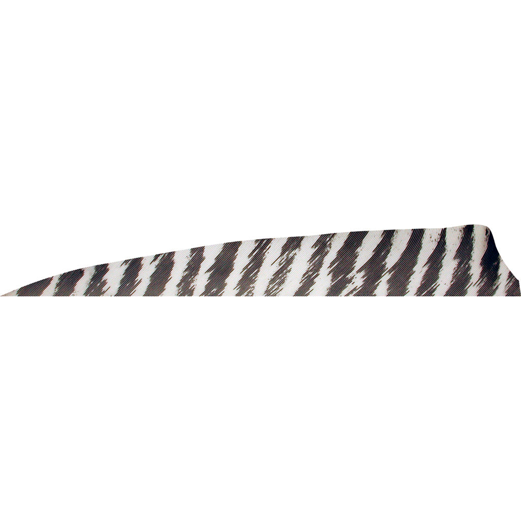 Gateway Shield Cut Fletching Feathers Barred White 4 Inch Right Wing 50 Count