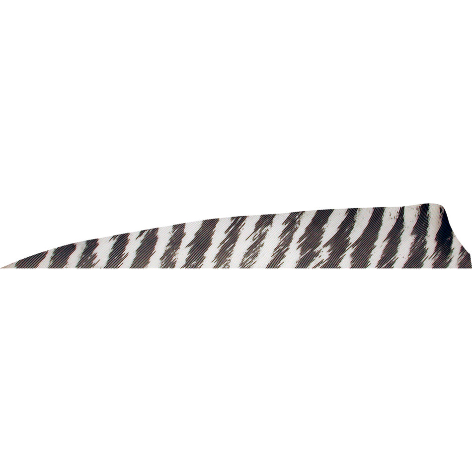 Gateway Shield Cut Fletching Feathers Barred White 4 Inch Right Wing 50 Count