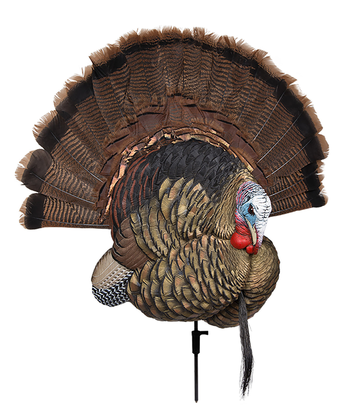 Avian X Trophy Tom Turkey Species Multi-Color Tail Fan Showpiece
