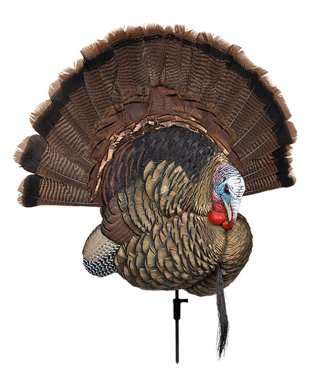 Avian X Trophy Tom Turkey Species Multi-Color Tail Fan Showpiece
