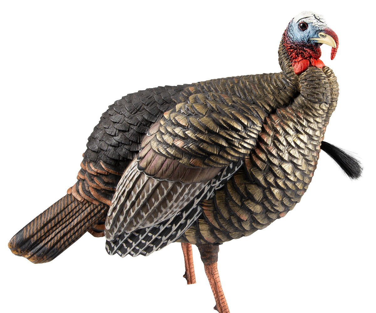 Avian X HDR Jake Turkey Decoy with Two Removable Head Designs
