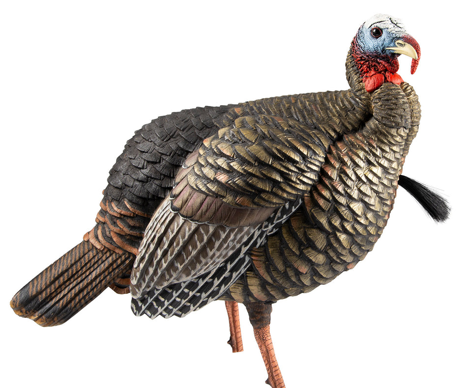 Avian X HDR Jake Turkey Decoy with Two Removable Head Designs