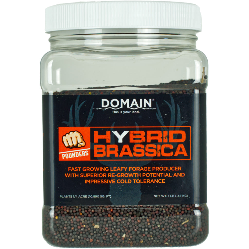 Domain Pounder Winfred Forage Brassica Seed - 1/4 Acre Coverage
