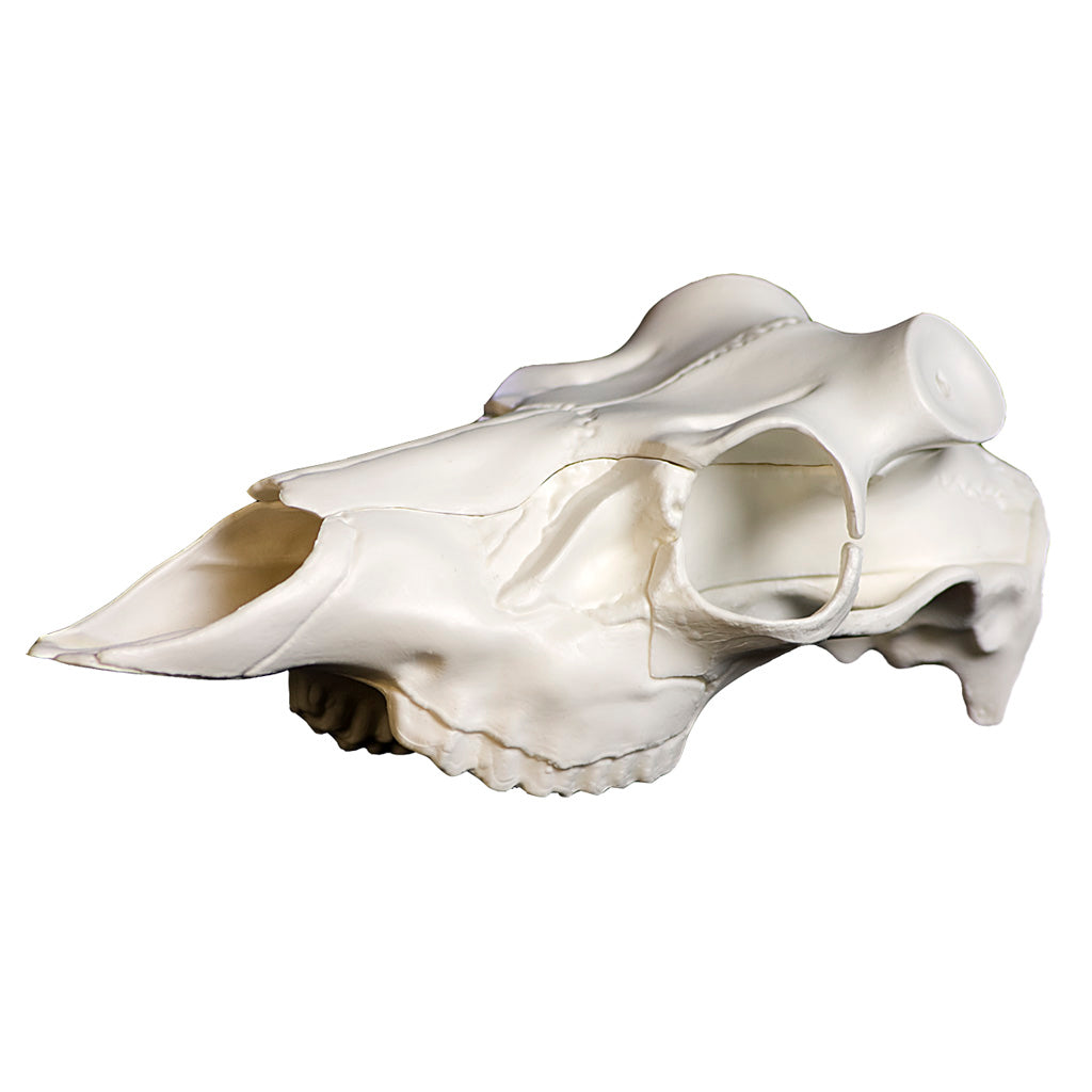Mountain Mike's Skull Master European Mount Antler Kit Universal