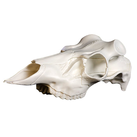 Mountain Mike's Skull Master European Mount Antler Kit Universal