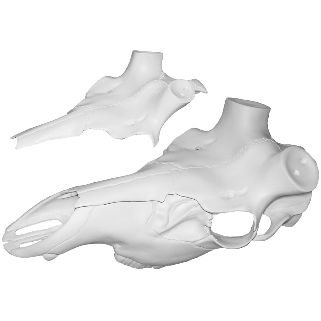 Mountain Mikes Skull Master Elk Universal Kit for Antler Mounting