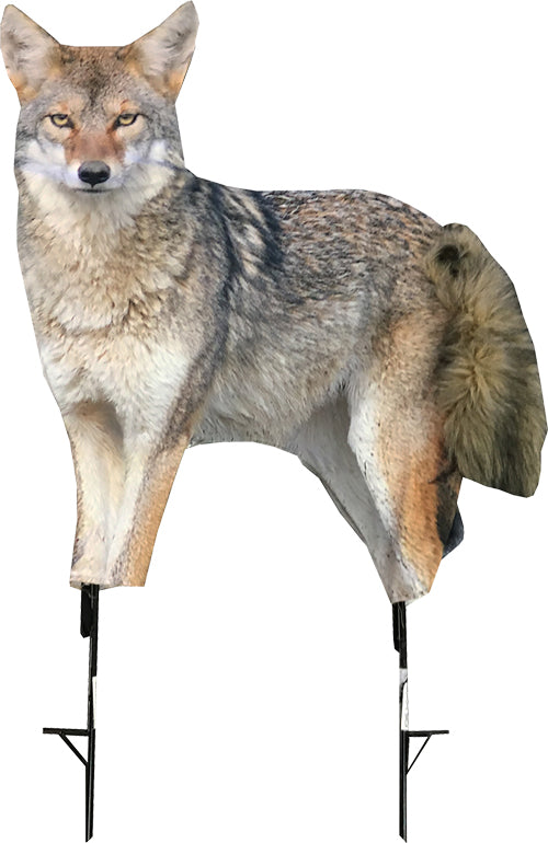 Montana Song Dog Coyote Decoy for Predator Hunting