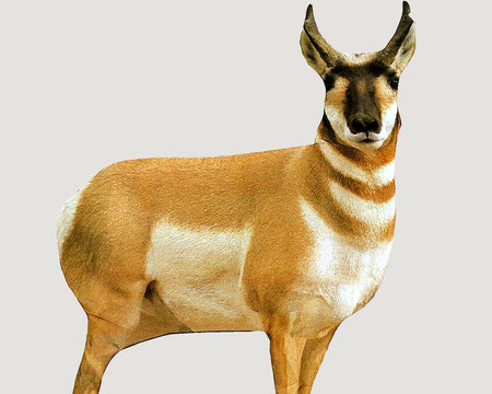 Montana Decoy Co Antelope Buck Rut Decoy with Poles